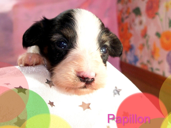 パピヨン子犬販売